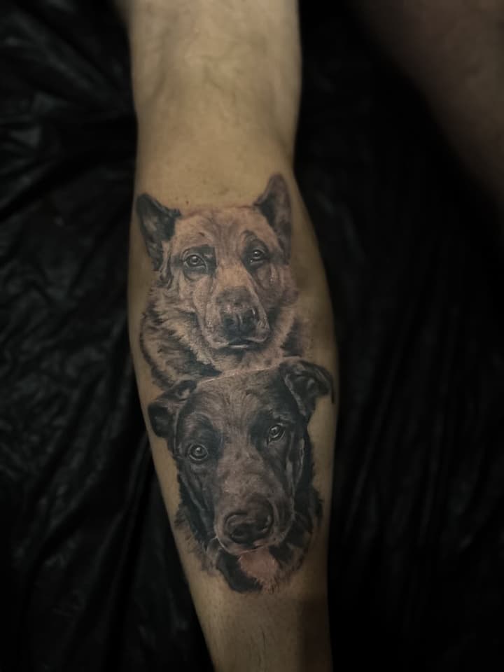 Portret pasa — podlaktica